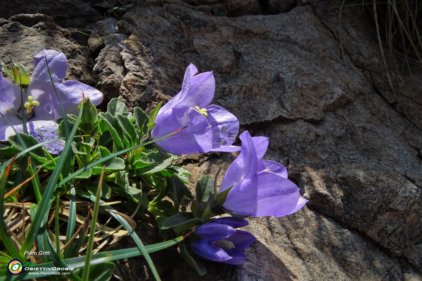 13 Campanule dell'arciduca salendo in Menna.JPG